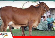La Martina y La Ribera unen su genética en la Gala de Excelencia La raza Sindi gana protagonismo en la ganadería cruceña/ Foto: Publiagro
