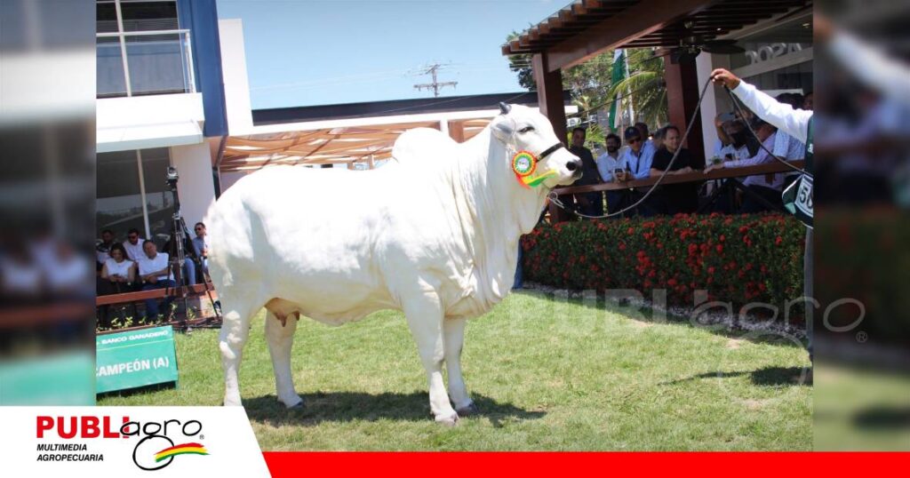FOTO NOTAS WEB (90) La gran campeona de la raza Nelore/ Foto: Publiagro