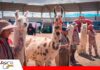 Expocamel Internacional 2026 reúne en Oruro a productores y expertos para proyectar la ganadería camélida a mercados internacionales Los camélidos en exposición. Foto: Ministerio de Producción Sostenible
