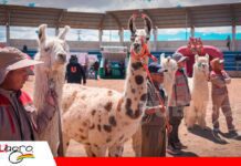 Expocamel Internacional 2026 reúne en Oruro a productores y expertos para proyectar la ganadería camélida a mercados internacionales Los camélidos en exposición. Foto: Ministerio de Producción Sostenible