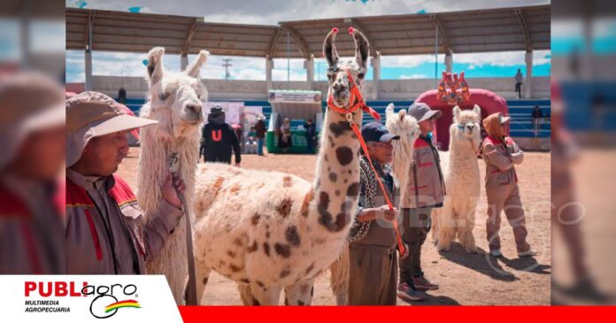 Los camélidos en exposición. Foto: Ministerio de Producción Sostenible