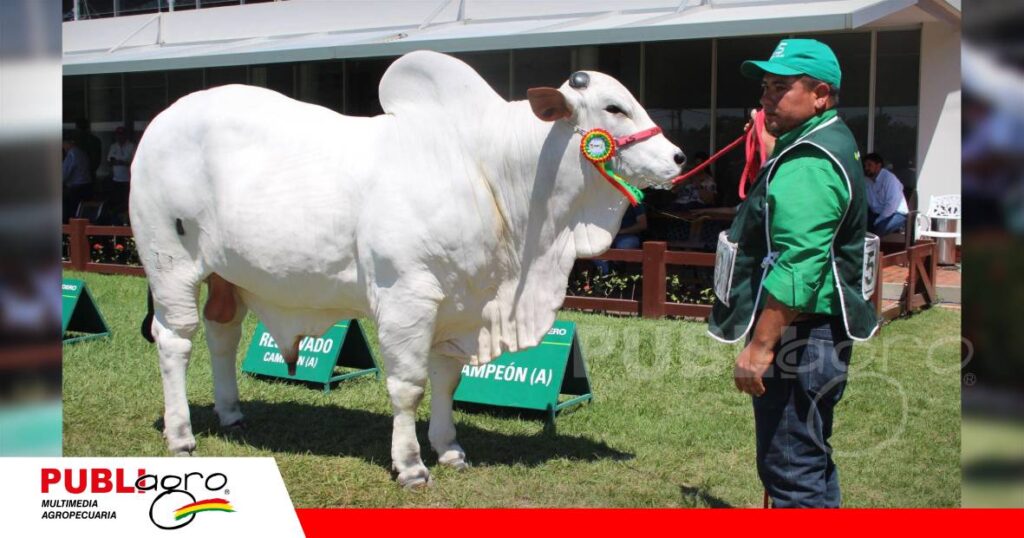 FOTO NOTAS WEB (91) El gran campeón de la raza Nelore/ Foto: Publiagro