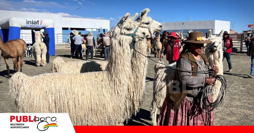 Con cerca de 300 ejemplares en exhibición / foto: Unión Agronegocios