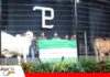 Genética y productividad protagonizan el sexto gran remate de San Luis del Cuchi San Luis del Cuchi pone en pista una genética joven y adaptada/ Foto: Publiagro