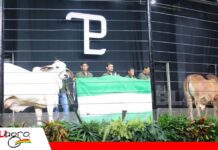 Genética y productividad protagonizan el sexto gran remate de San Luis del Cuchi San Luis del Cuchi pone en pista una genética joven y adaptada/ Foto: Publiagro
