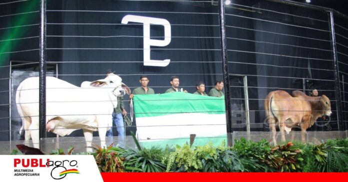 San Luis del Cuchi pone en pista una genética joven y adaptada/ Foto: Publiagro