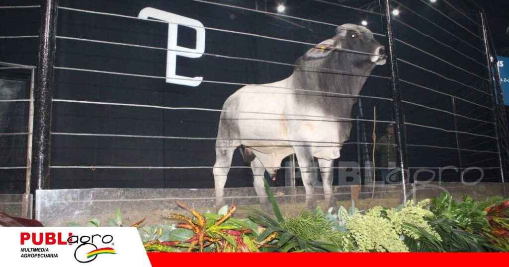 Gran remate de San Luis del Cuchi presento animales TOP/ Foto: Publiagro