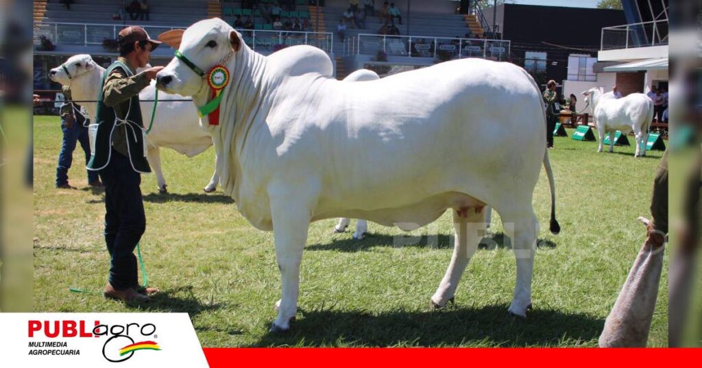 FOTO NOTAS WEB (94) La gran campeona Sunset es nelore mocho/ Foto: Publiagro