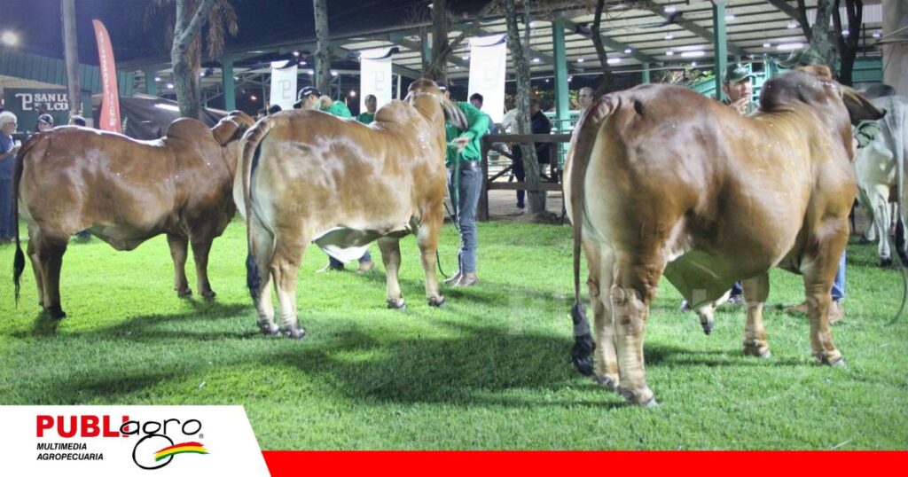 Cabañas invitadas también presentaron sus mejores animales/ Foto: Publiagro