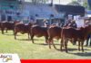 El Sindi de El Trébol conquista Expocruz 2026 Este año participó una mayor cantidad de la raza Sindi/ Foto: Publiagro