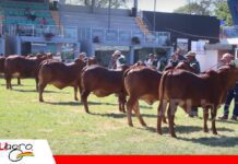 El Sindi de El Trébol conquista Expocruz 2026 Este año participó una mayor cantidad de la raza Sindi/ Foto: Publiagro