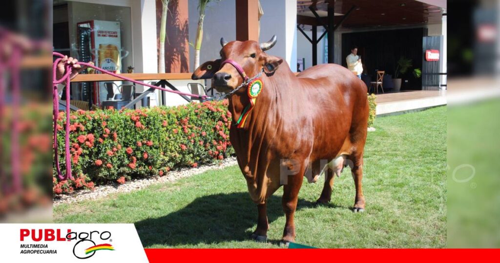 Atenea Trébol la gran campeona de la raza Sindi