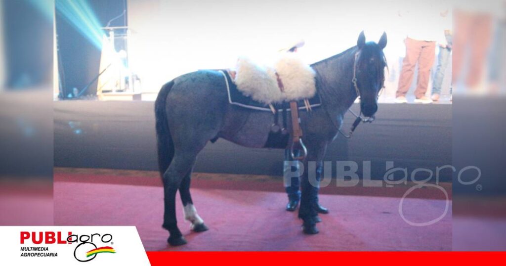 El caballo que fue donado para subasta/ Foto: Publiagro
