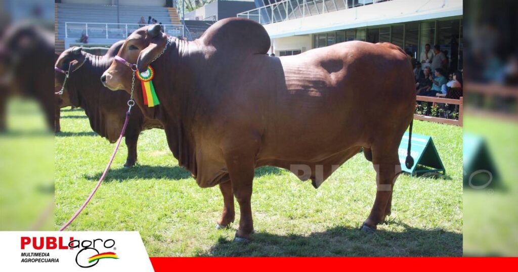 Big Boss FIV Trébol es el gran campeón Sindi/ Foto: Publiagro