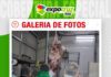 📷Galería de fotos | Faena Técnica de Búfalos