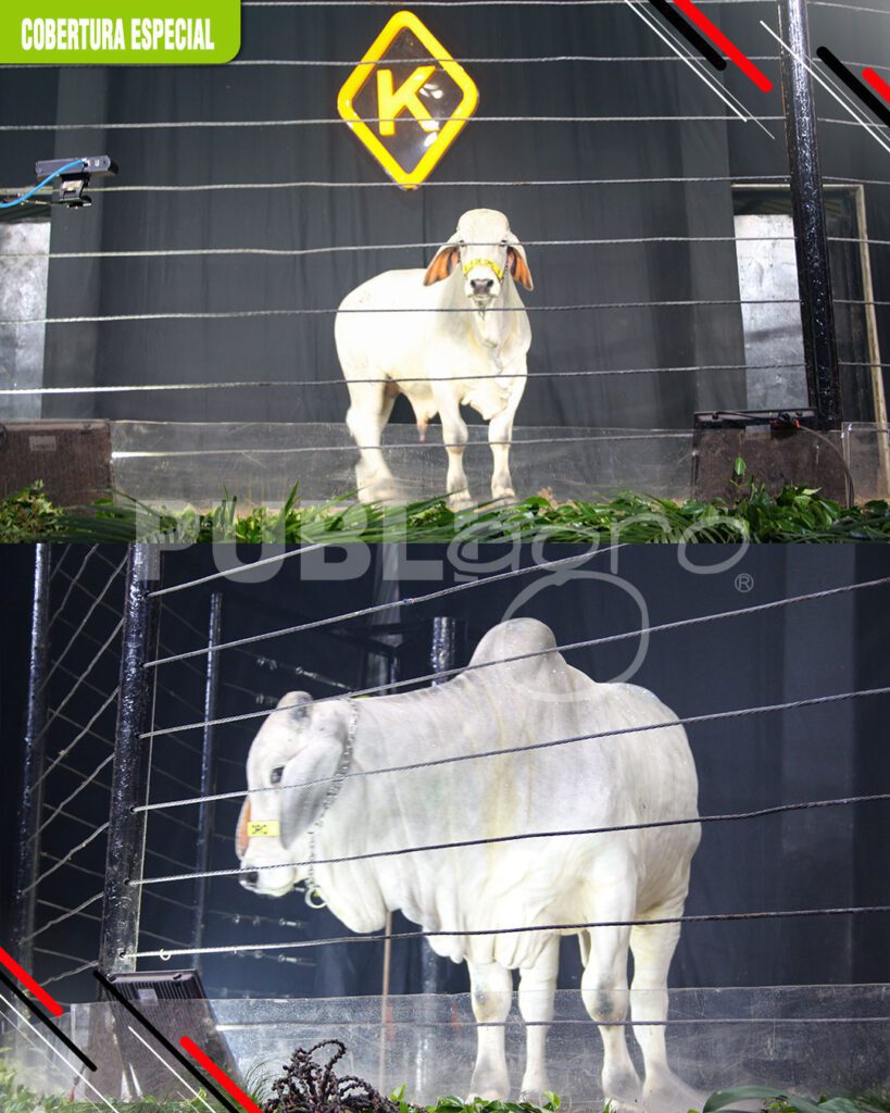 Gran-Brahman-Show-de-K-de-Oro,-todo-un-e虂xito13