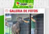 📷Galería de fotos | Gran Remate Pinturas Girolando