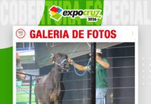 📷Galería de fotos | Gran Remate Pinturas Girolando