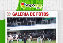 📷Galería de fotos | Holando y Pardo Suizo muestran su calidad genética en Expocruz