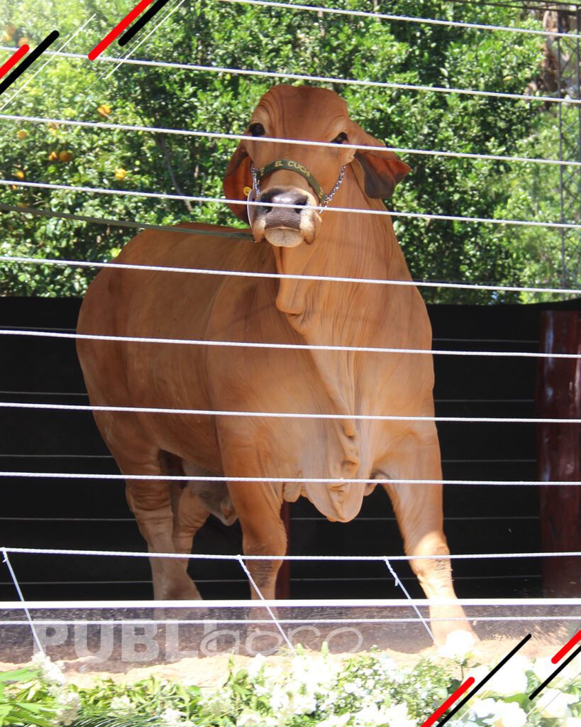 Joyas-del-Brahman-de-San-Luis-del-Cuchi16