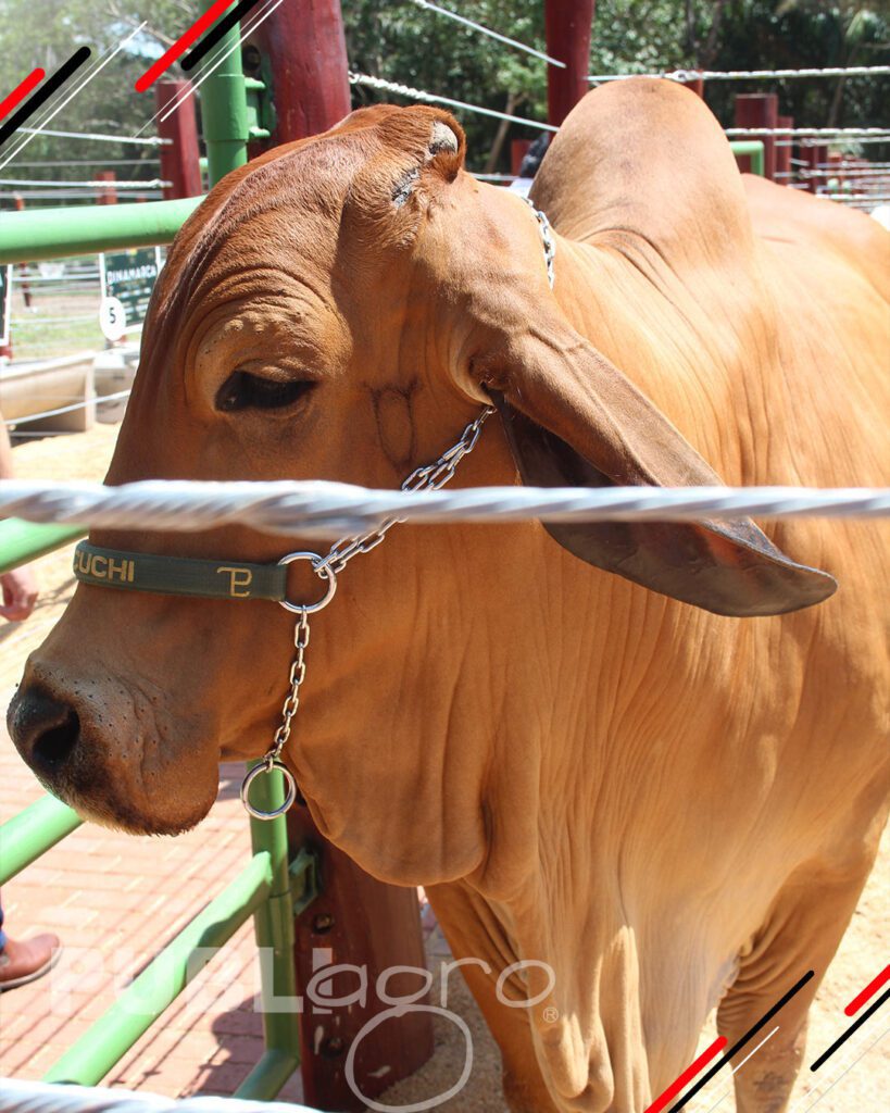 Joyas-del-Brahman-de-San-Luis-del-Cuchi5