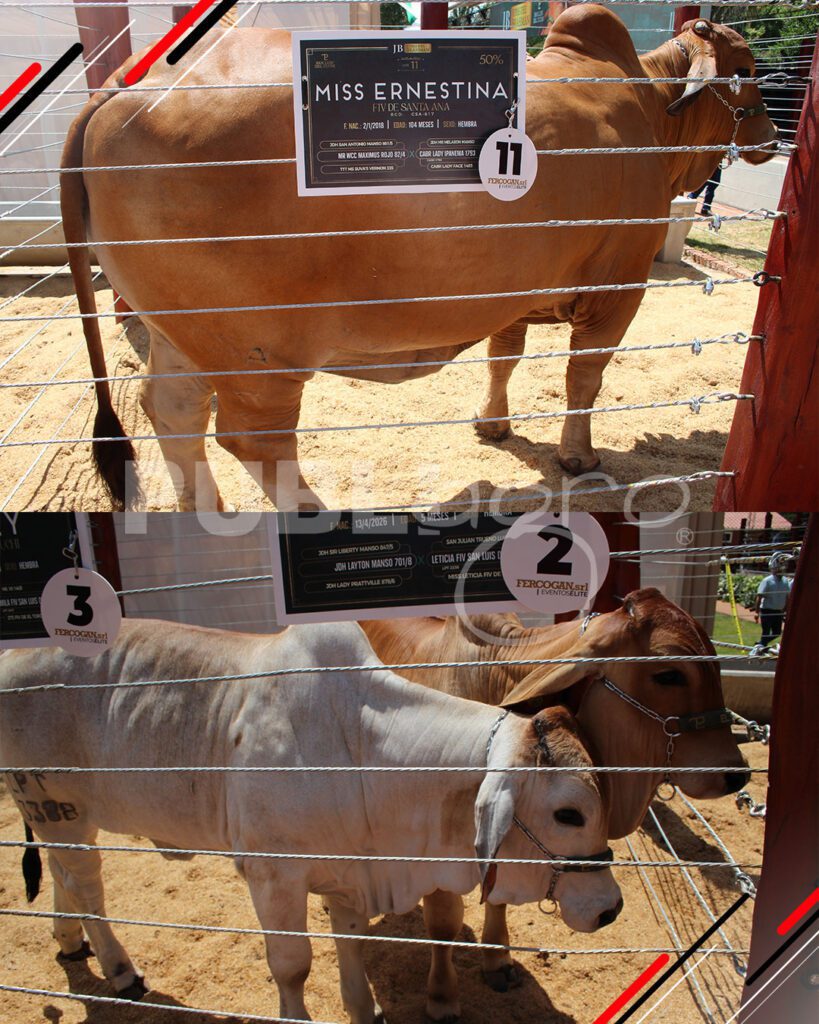 Joyas-del-Brahman-de-San-Luis-del-Cuchi6