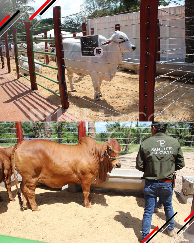 Joyas-del-Brahman-de-San-Luis-del-Cuchi7