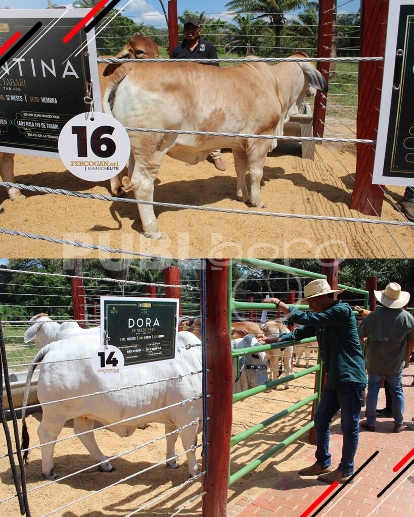 Joyas-del-Brahman-de-San-Luis-del-Cuchi8