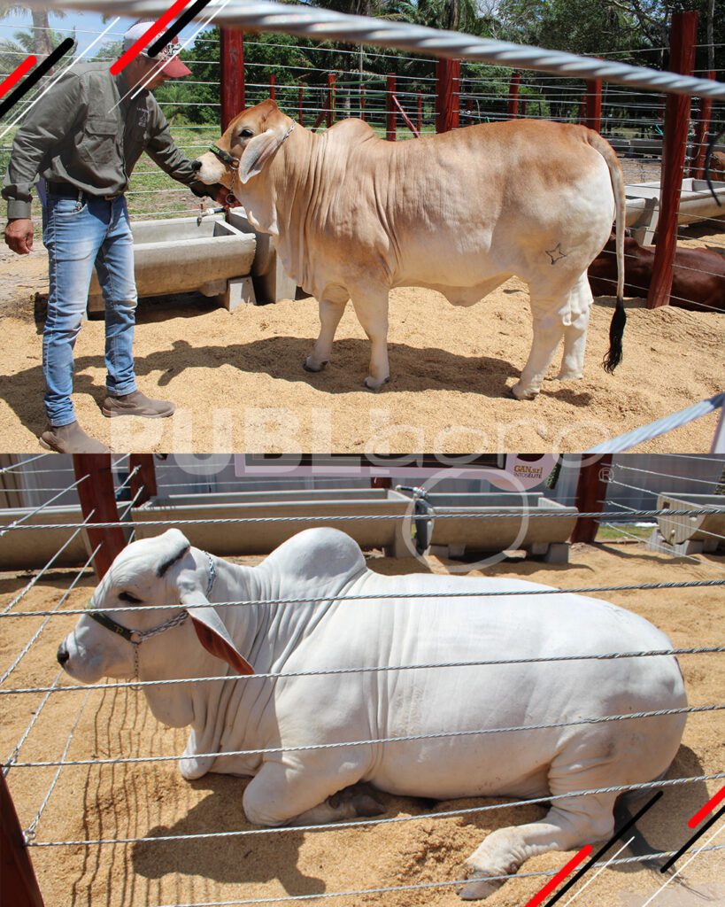 Joyas-del-Brahman-de-San-Luis-del-Cuchi9