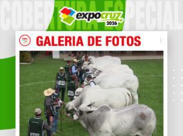 📷Galería de fotos | Juzgamiento razas Nelore y Nelore Mocho