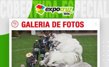 📷Galería de fotos | Juzgamiento razas Nelore y Nelore Mocho