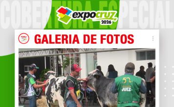 📷Galería de fotos | Juzgamientos razas Gyr y Girolando machos