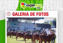 📷Galería de fotos | La raza Sindi con mas de cien animales en pista