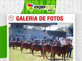 📷Galería de fotos | La raza Sindi con mas de cien animales en pista