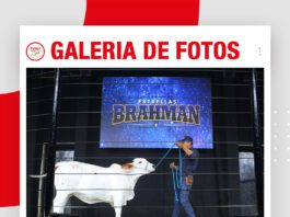 📷Galería de fotos | Remate Estrellas Brahman