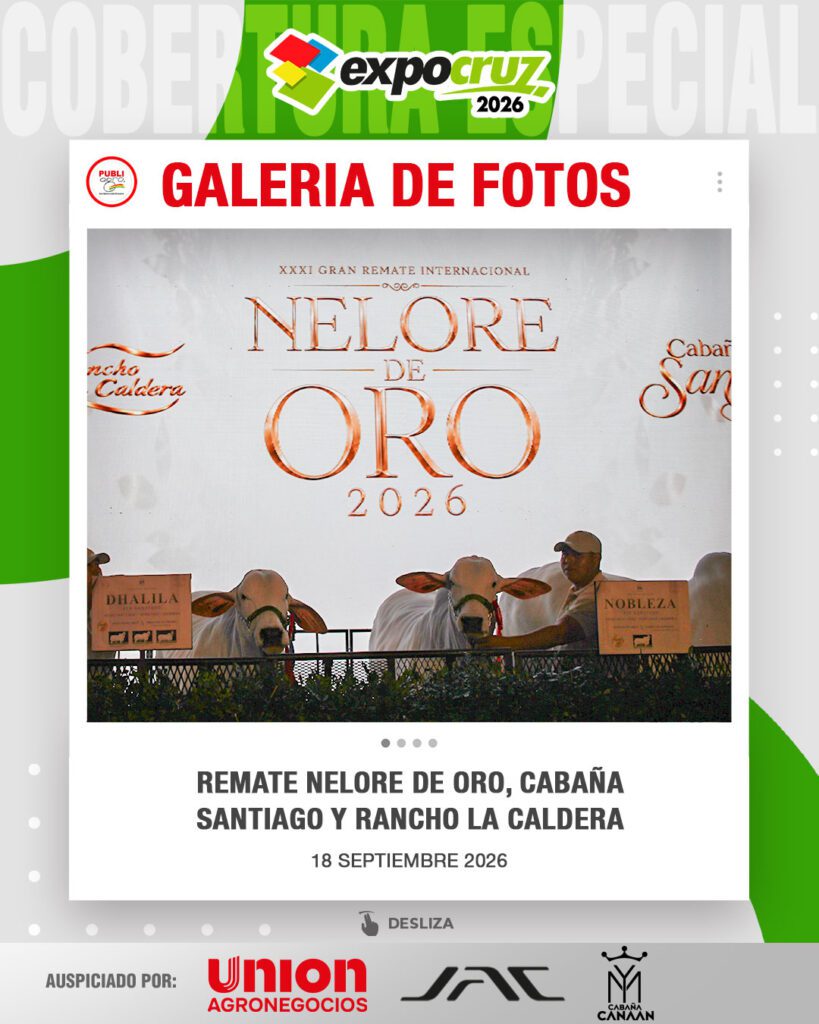 Remate-Nelore-de-Oro,-Cabaña-Santiago-y-Rancho-La-Caldera0