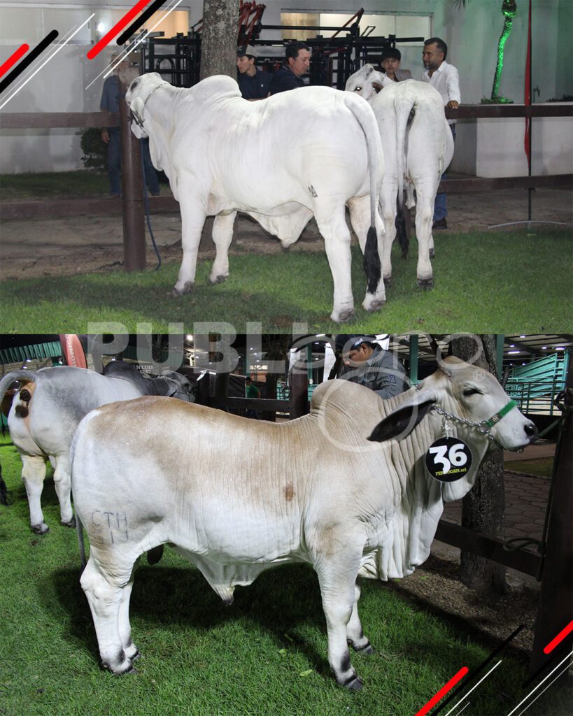 Remate-TOP-Brahman-de-San-Luis-del-Cuchi1