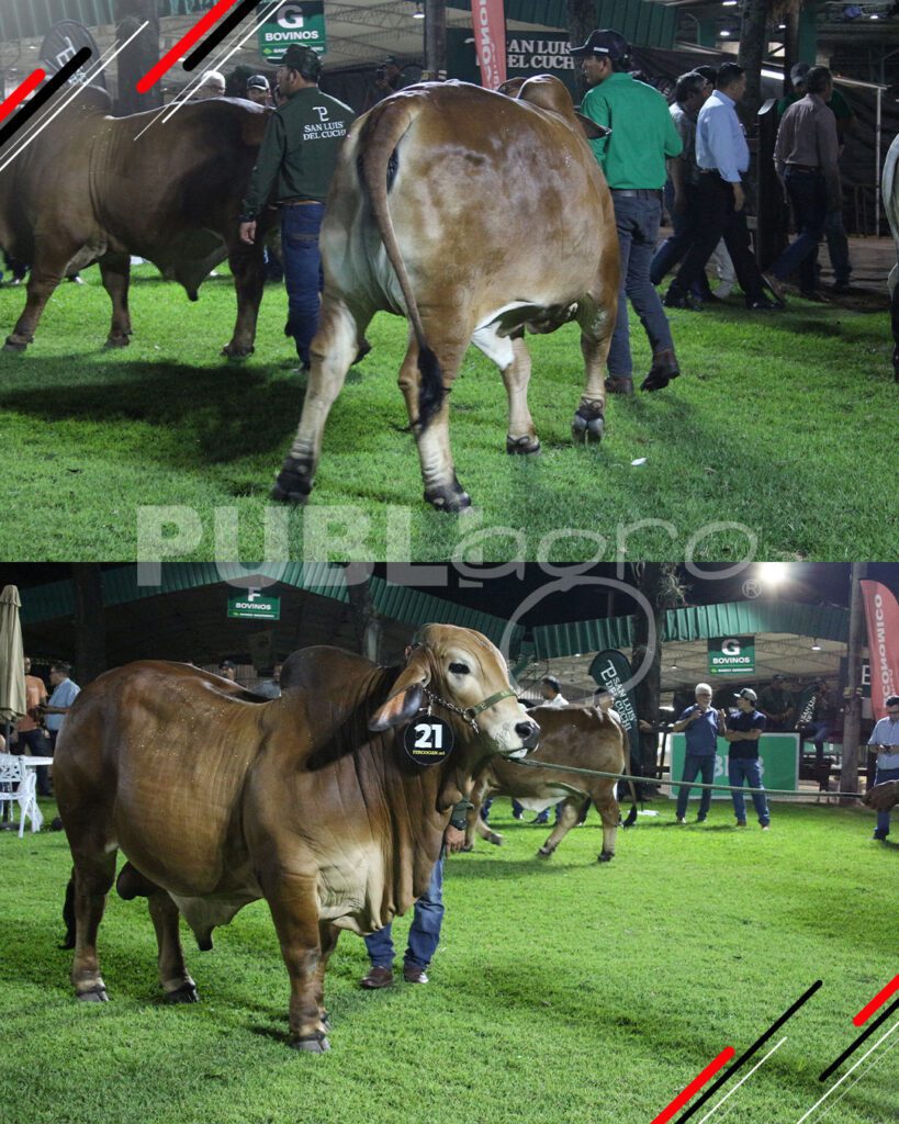 Remate-TOP-Brahman-de-San-Luis-del-Cuchi11