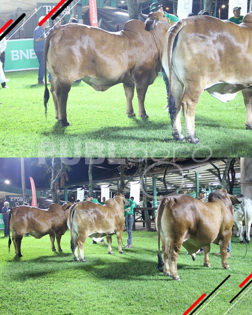 Remate-TOP-Brahman-de-San-Luis-del-Cuchi12