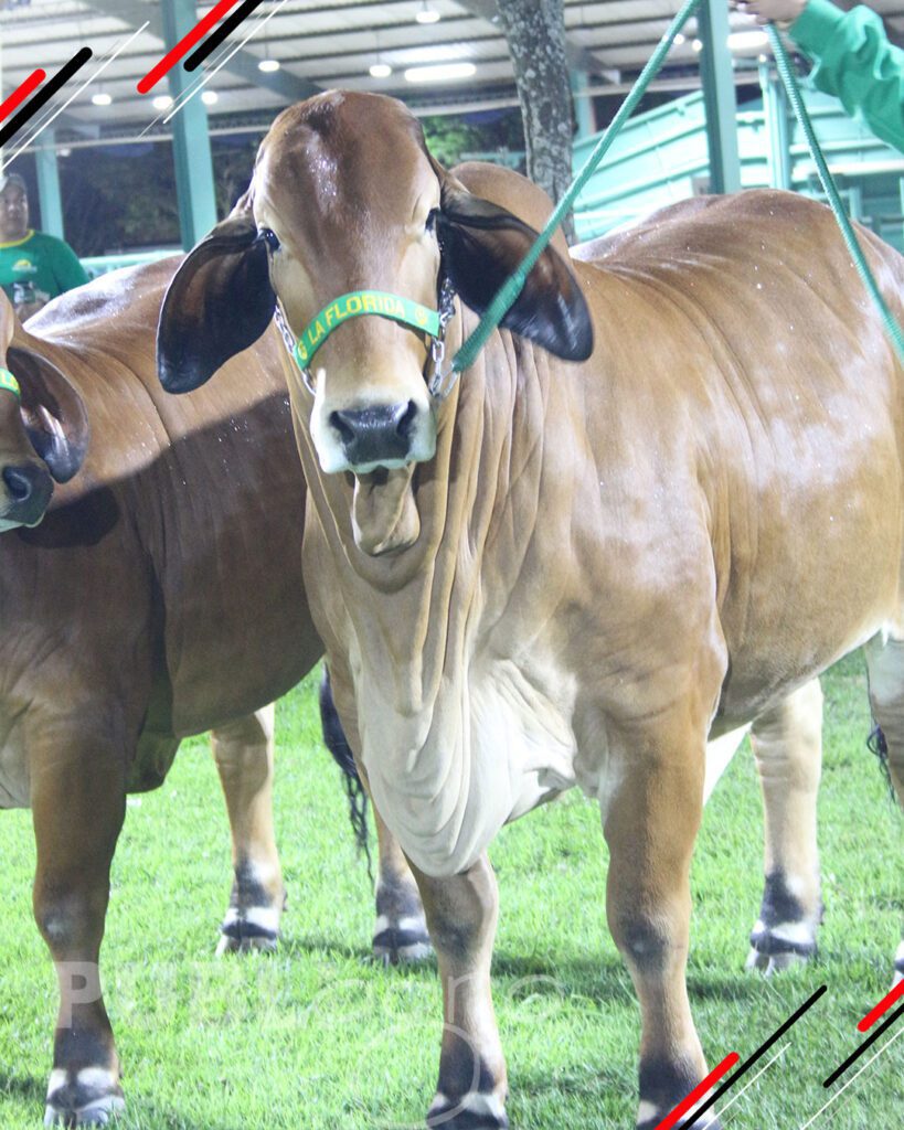 Remate-TOP-Brahman-de-San-Luis-del-Cuchi13