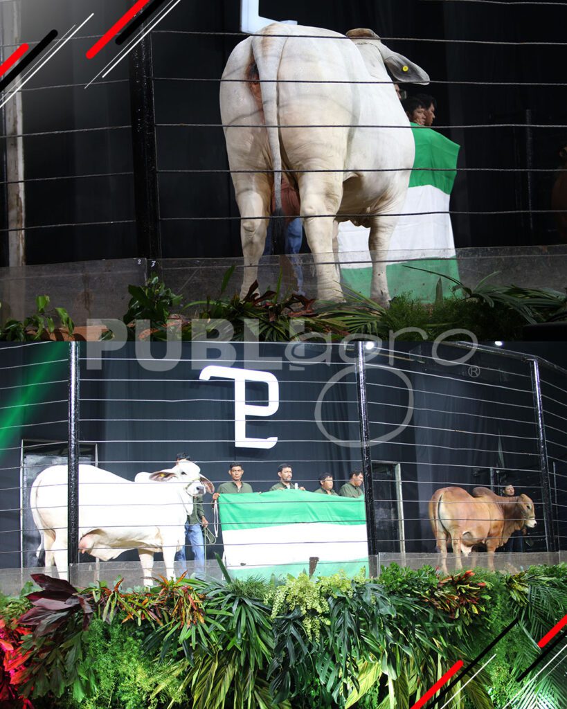 Remate-TOP-Brahman-de-San-Luis-del-Cuchi19