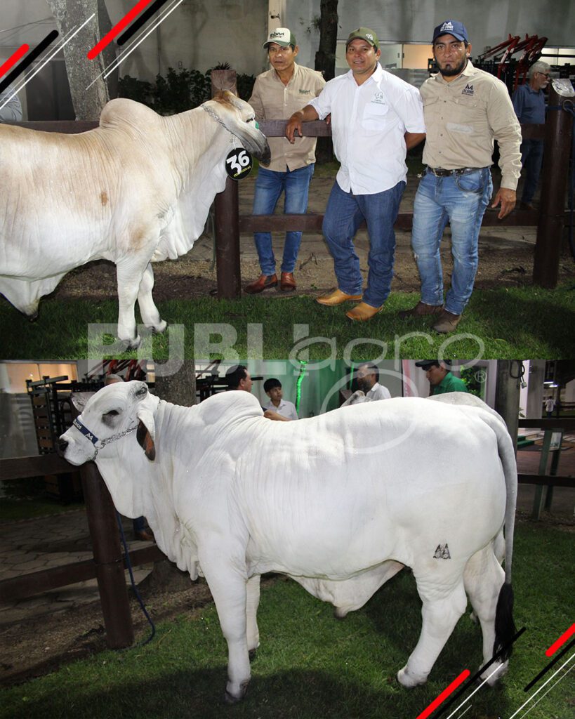 Remate-TOP-Brahman-de-San-Luis-del-Cuchi2