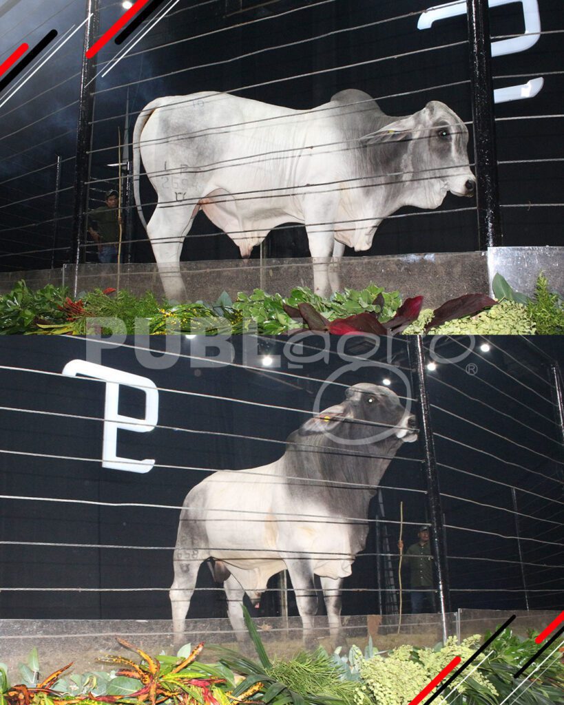 Remate-TOP-Brahman-de-San-Luis-del-Cuchi21