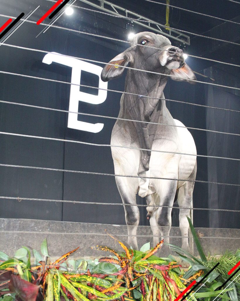 Remate-TOP-Brahman-de-San-Luis-del-Cuchi22