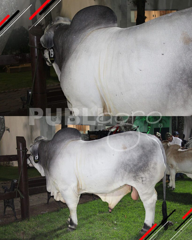 Remate-TOP-Brahman-de-San-Luis-del-Cuchi3