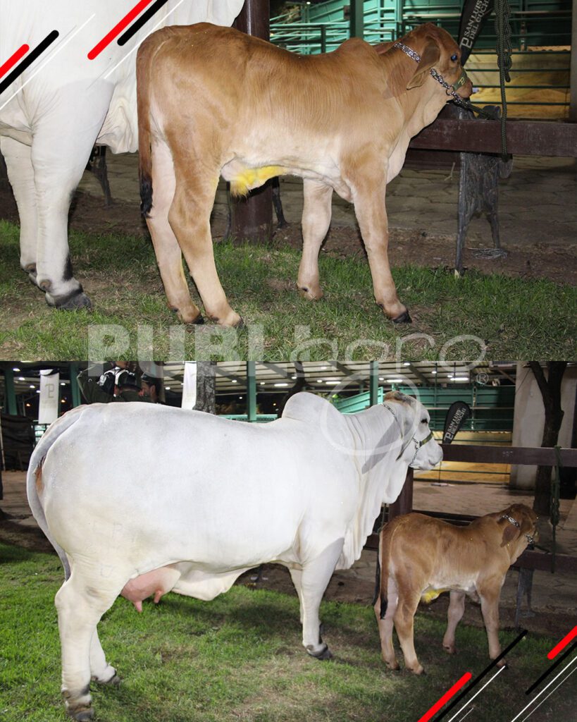 Remate-TOP-Brahman-de-San-Luis-del-Cuchi4