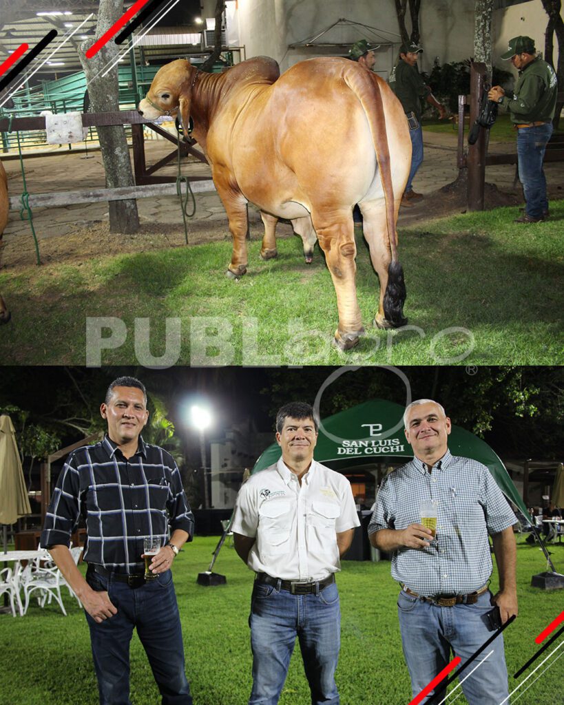 Remate-TOP-Brahman-de-San-Luis-del-Cuchi5