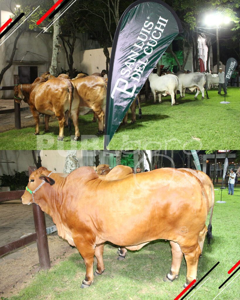 Remate-TOP-Brahman-de-San-Luis-del-Cuchi6