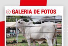 📷Galería de fotos | Sexto shopping de reproductores y matrices de Cabaña Santo Domingo