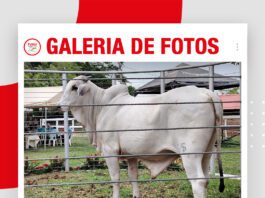 📷Galería de fotos | Sexto shopping de reproductores y matrices de Cabaña Santo Domingo